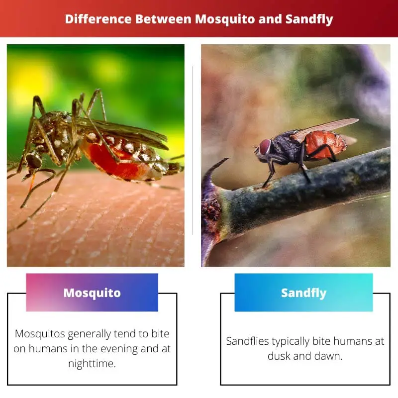 मच्छर और रेत मक्खी के बीच अंतर