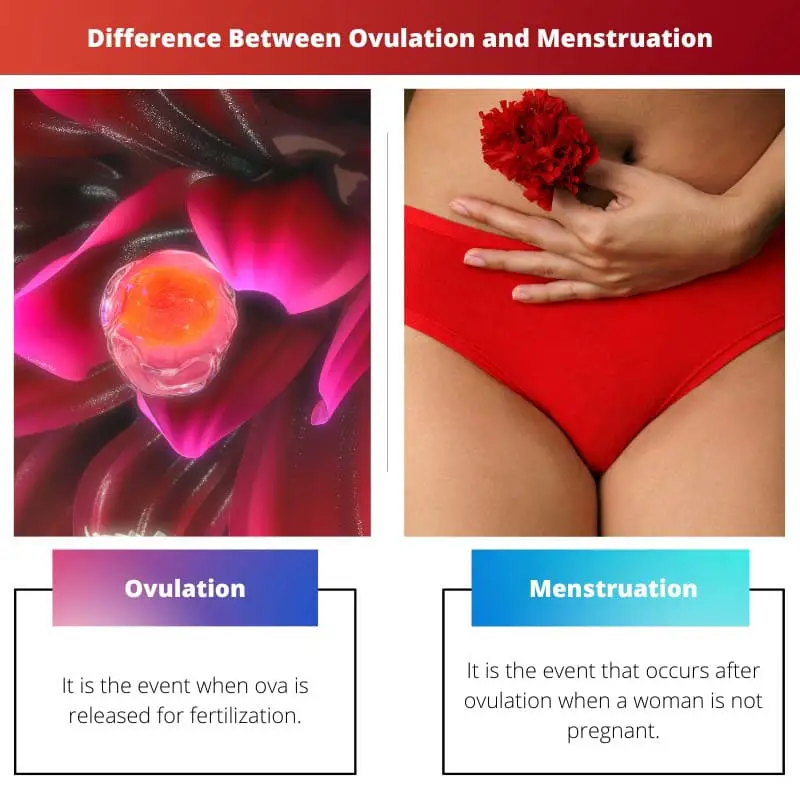 Différence entre l'ovulation et les menstruations