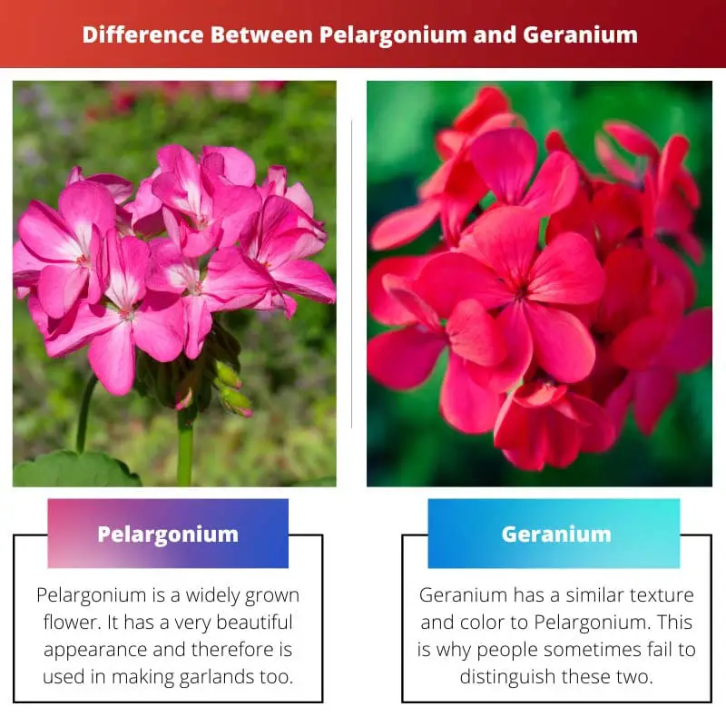 ความแตกต่างระหว่าง Pelargonium และ Geranium 1 1