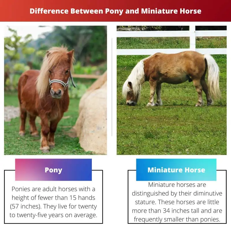 Verschil tussen pony en miniatuurpaard
