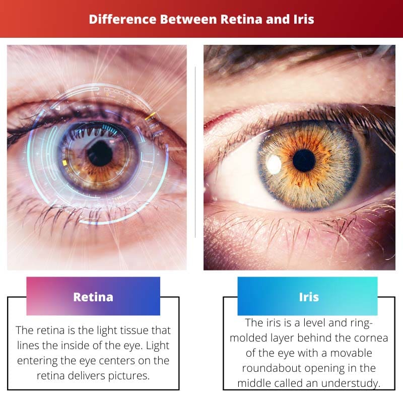 Difference Between Retina and Iris