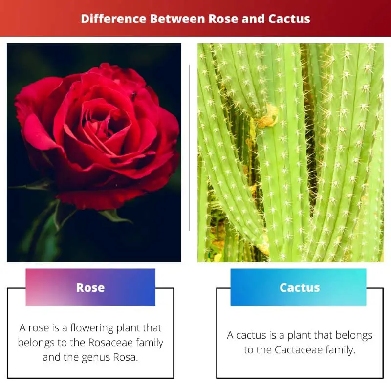 Forskellen mellem rose og kaktus