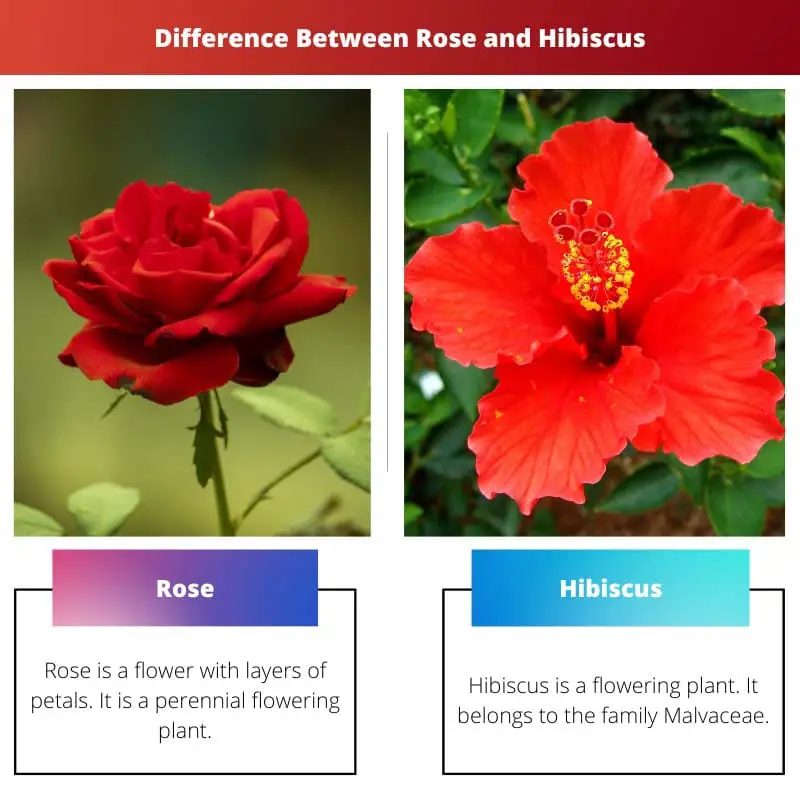 Difference Between Rose and Hibiscus