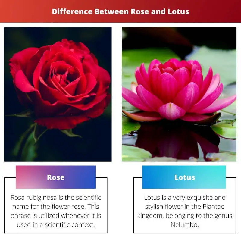 Разница между розой и лотосом