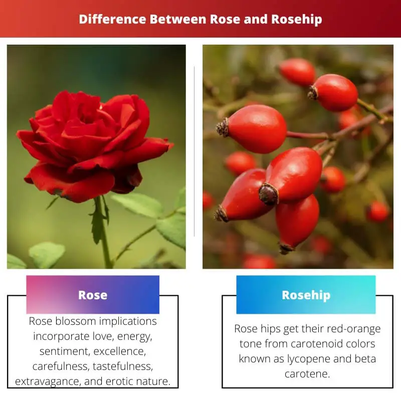 Difference Between Rose and Rosehip