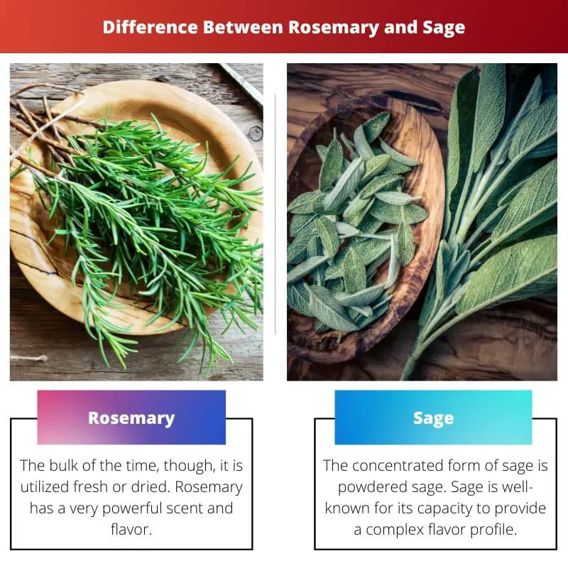 Perbedaan Antara Rosemary dan Sage