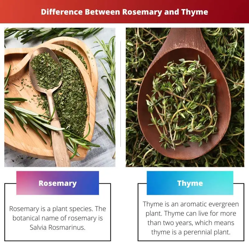 Difference Between Rosemary and Thyme