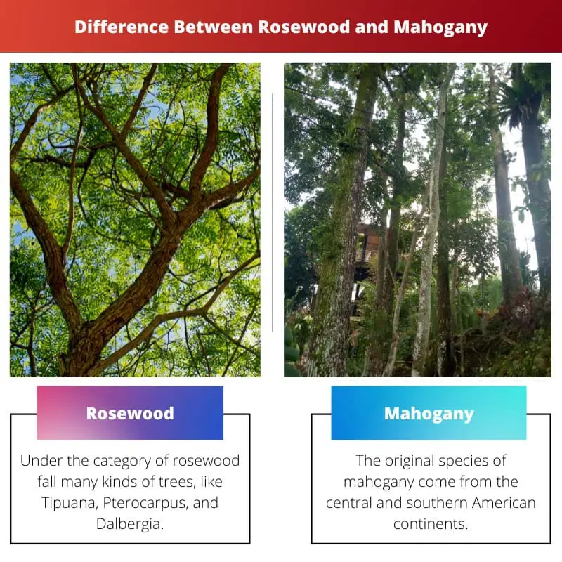 Razlika između ružinog drveta i mahagonija