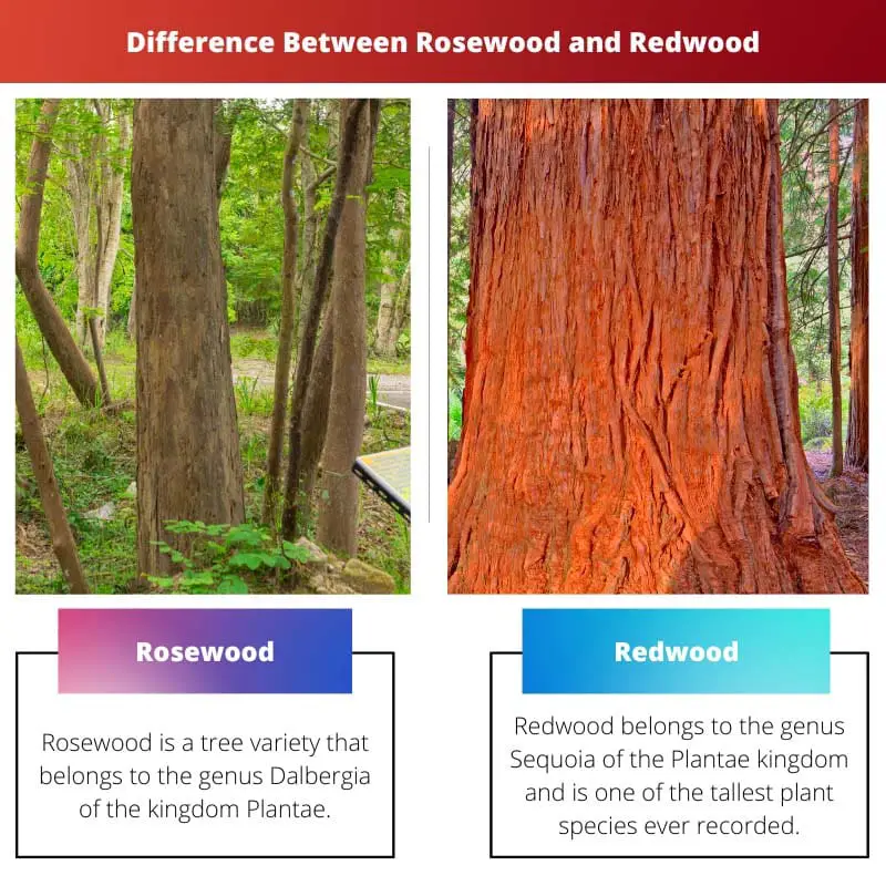 Verschil tussen palissander en sequoia