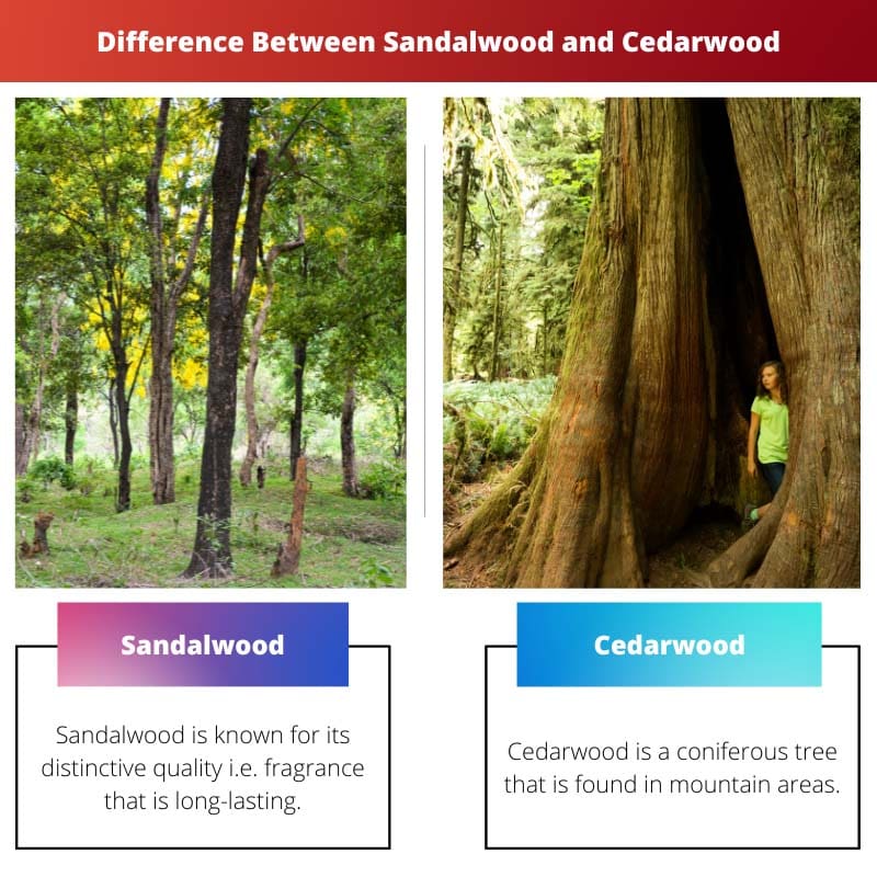 Різниця між сандаловим деревом і кедром