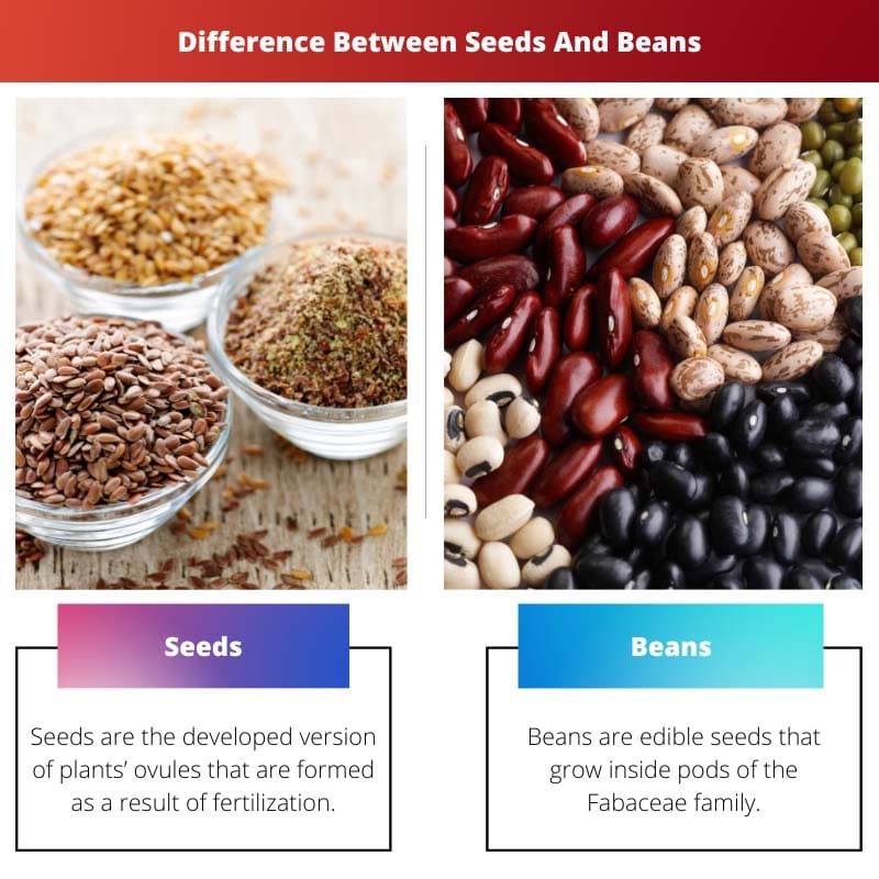 Difference Between Seeds And Beans