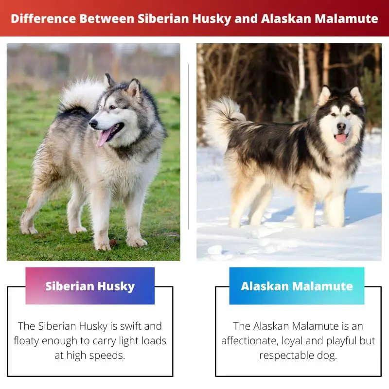 Différence entre le Husky sibérien et le Malamute d'Alaska