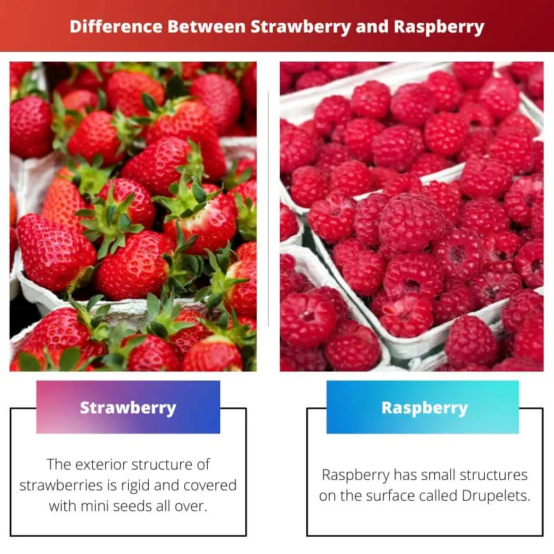 Unterschied zwischen Erdbeere und Himbeere