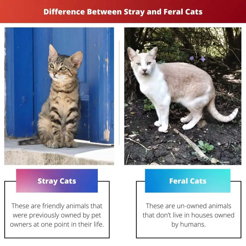 ความแตกต่างระหว่างแมวจรจัดและแมวเชื่อง