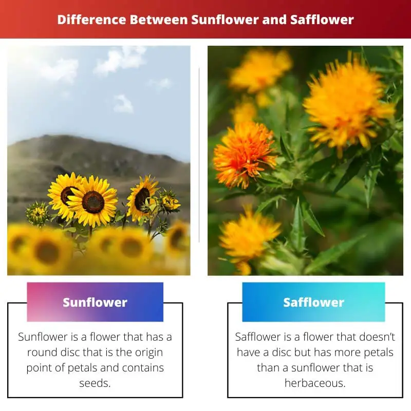Perbedaan Antara Bunga Matahari dan Safflower