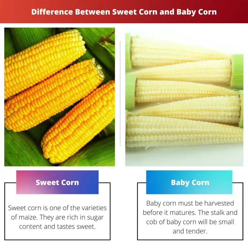 Difference Between Sweet Corn and Baby Corn
