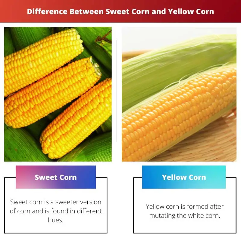 Difference Between Sweet Corn and Yellow Corn