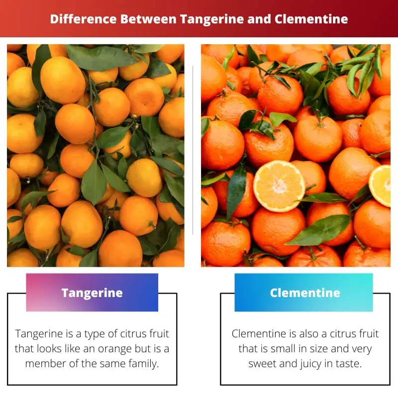 Diferença entre tangerina e clementina