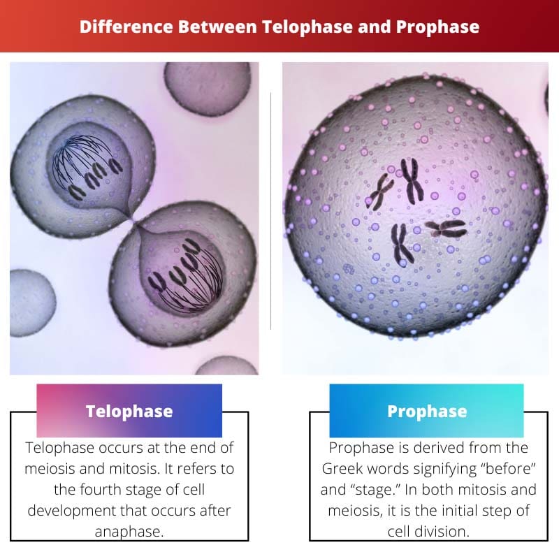 ความแตกต่างระหว่าง Telophase และ Prophase