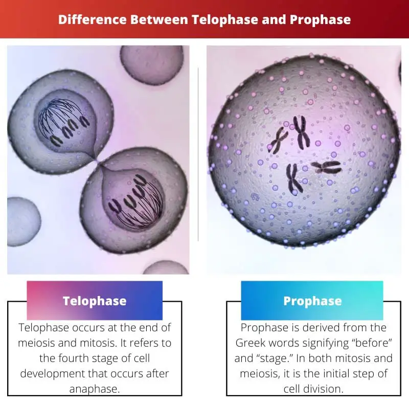 Perbedaan Antara Telofase dan Profase