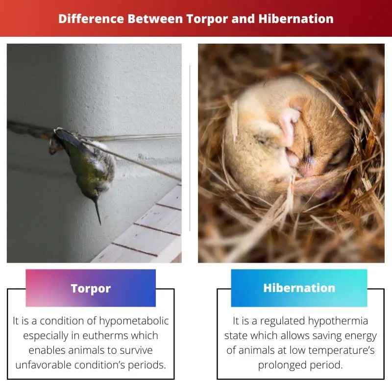 Difference Between Torpor and Hibernation