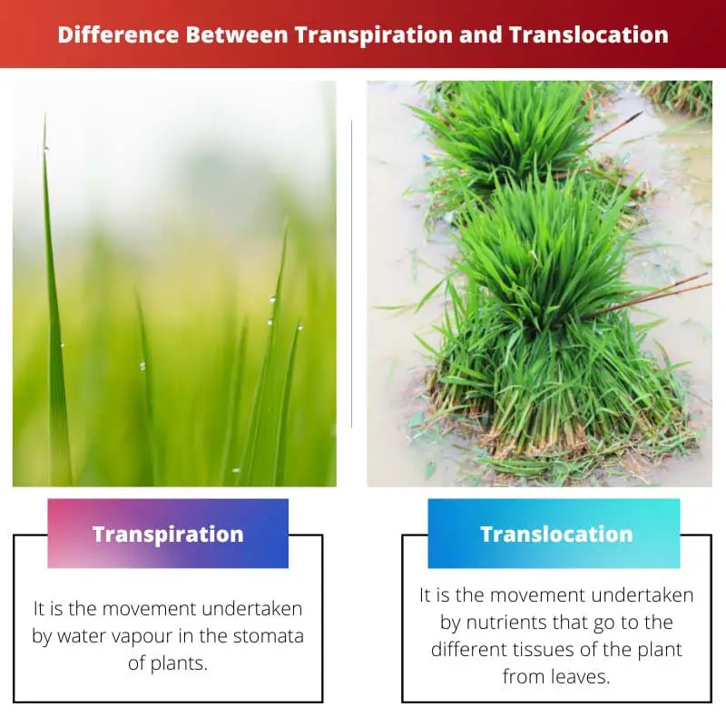 Різниця між транспірацією та транслокацією