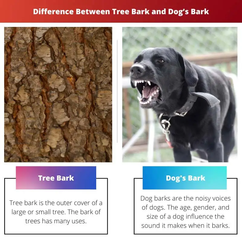 Difference Between Tree Bark and Dogs Bark
