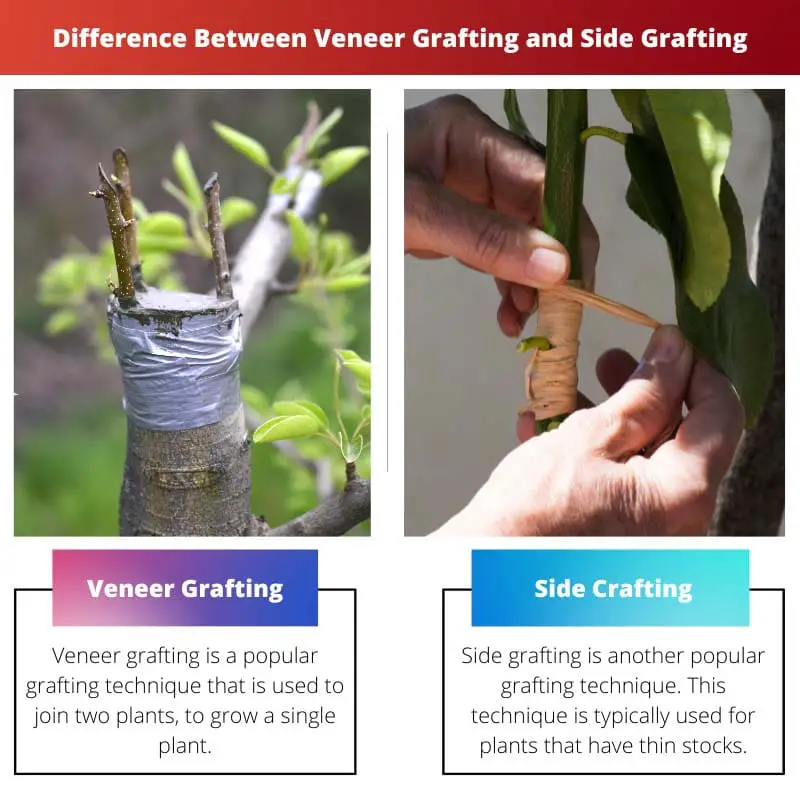 Difference Between Veneer Grafting and Side Grafting