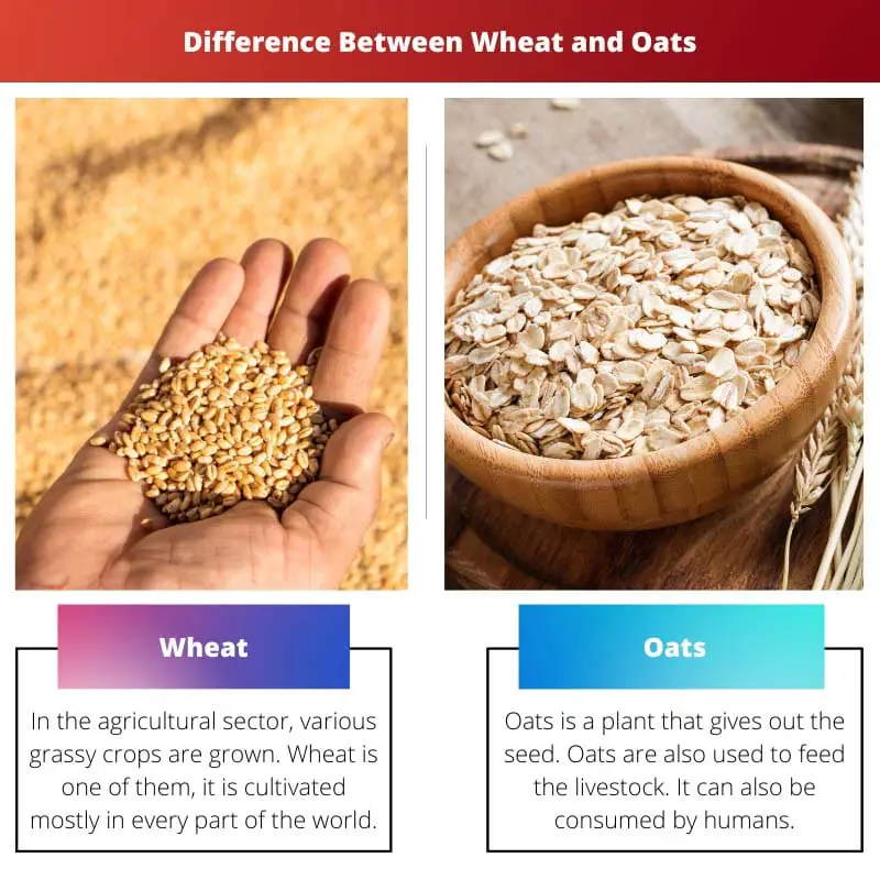 Difference Between Wheat and Oats
