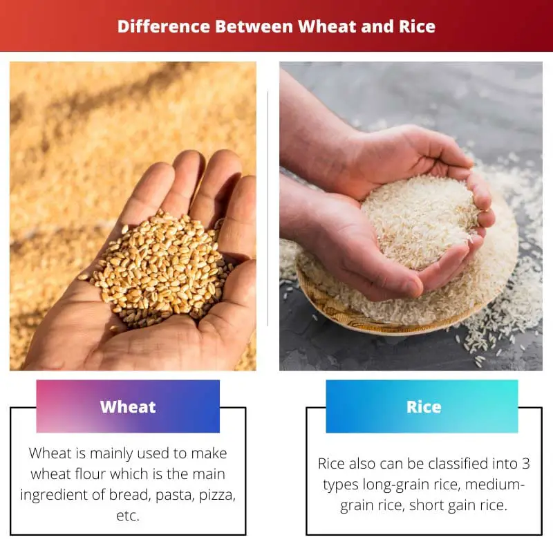 小麦和大米的区别