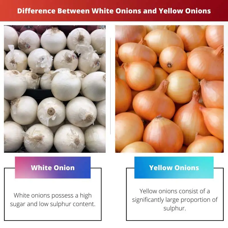 ความแตกต่างระหว่างหัวหอมสีขาวและหัวหอมสีเหลือง