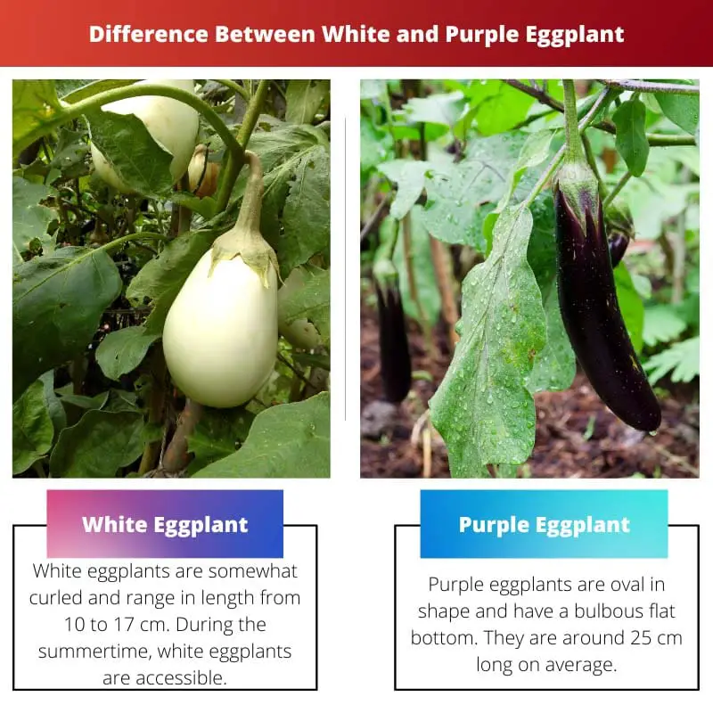 Verschil tussen witte en paarse aubergine