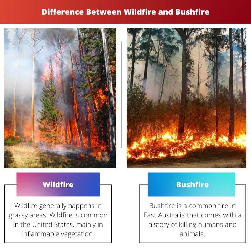 Difference Between Wildfire and Bushfire