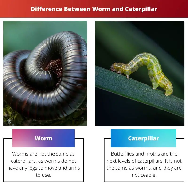 Difference Between Worm and Caterpillar
