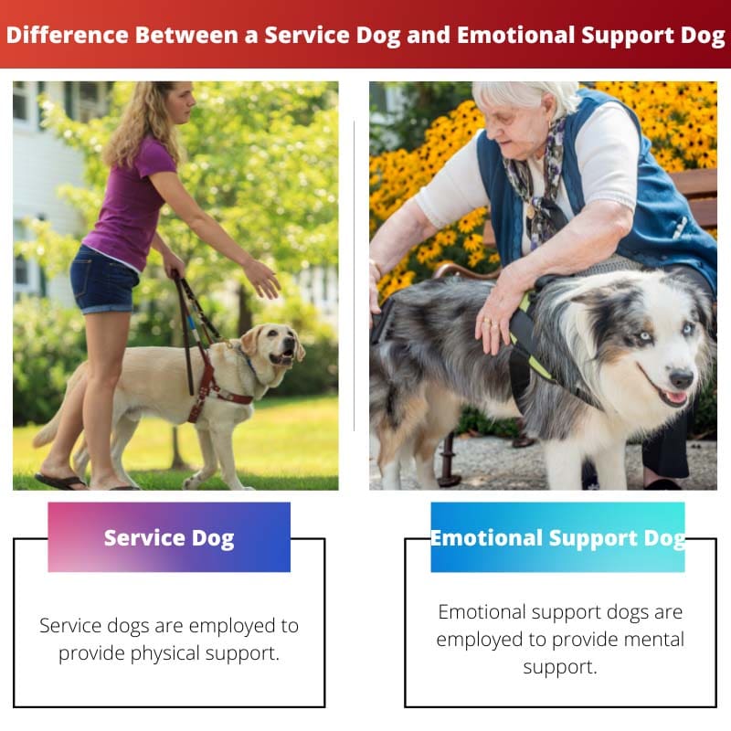 Difference Between a Service Dog and Emotional Support Dog