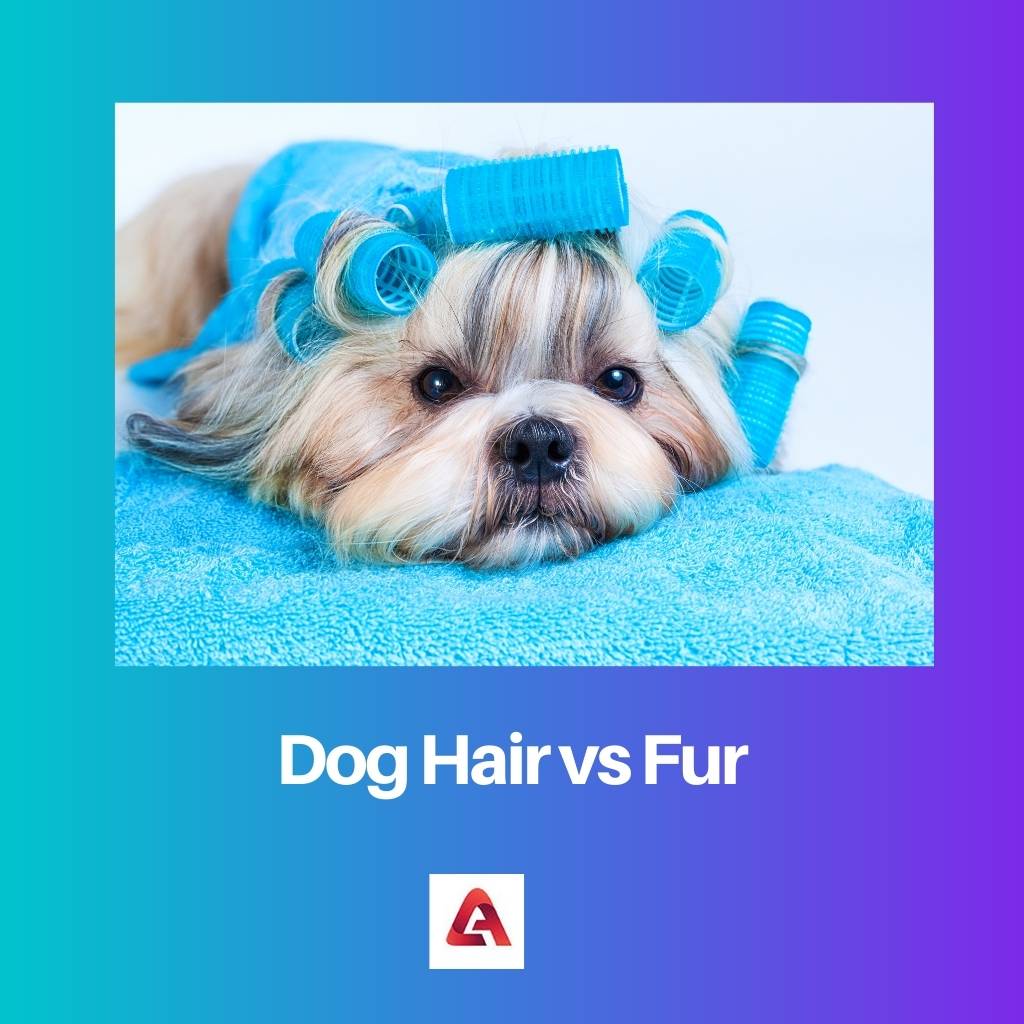 Dog Hair vs Fur