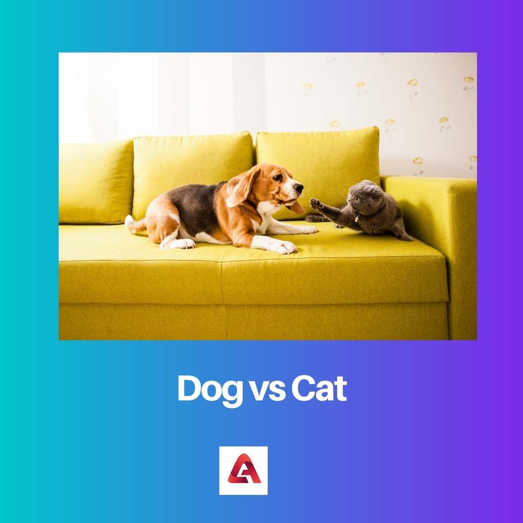 الكلب مقابل القط