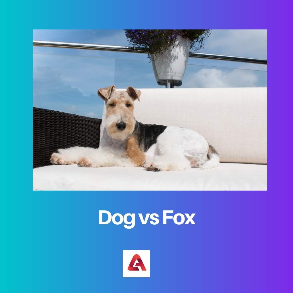 hond versus