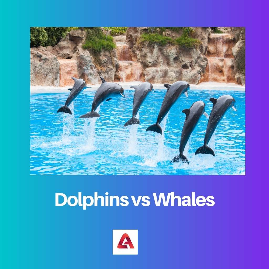 Dolphins vs Whales