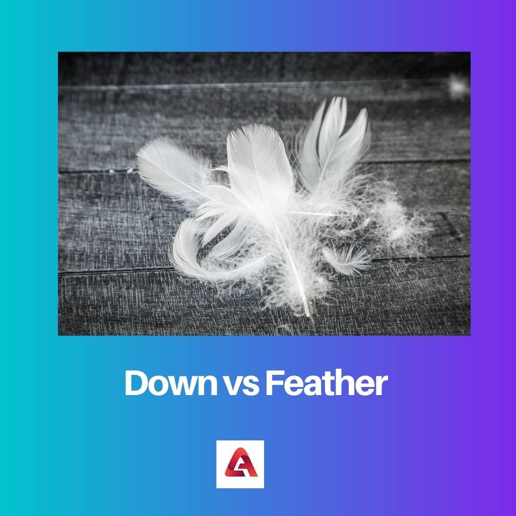 Down vs Feather