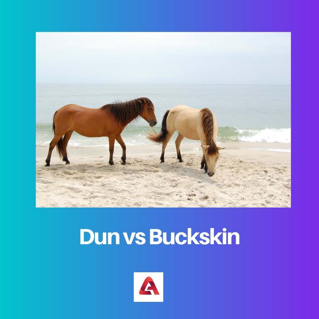 Dun contre Buckskin