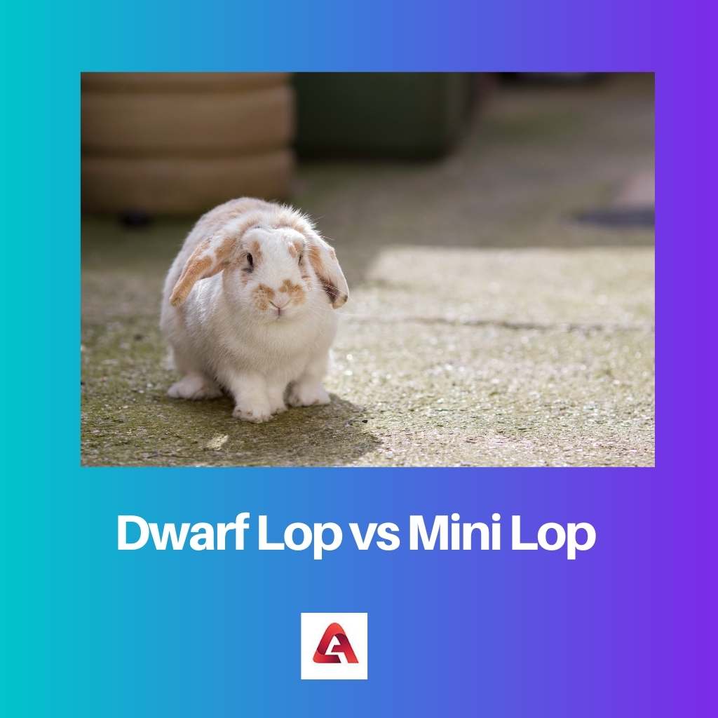 Lop anão vs Mini Lop