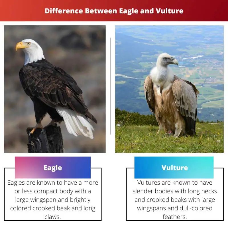 Eagle vs Vultur - Verschil tussen adelaar en gier