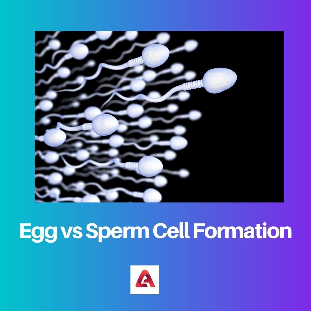 Formación de óvulos frente a espermatozoides