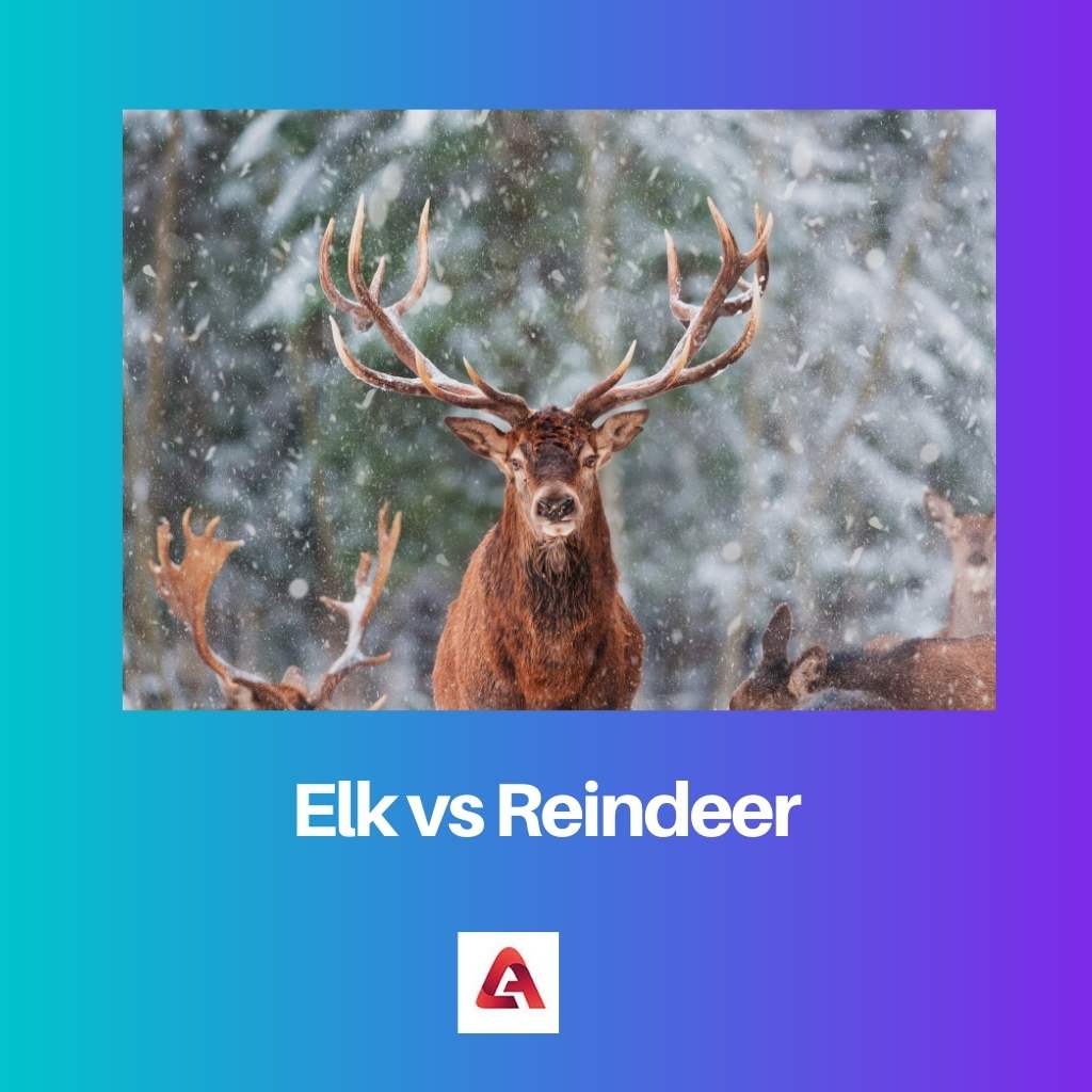 Elk vs Reindeer