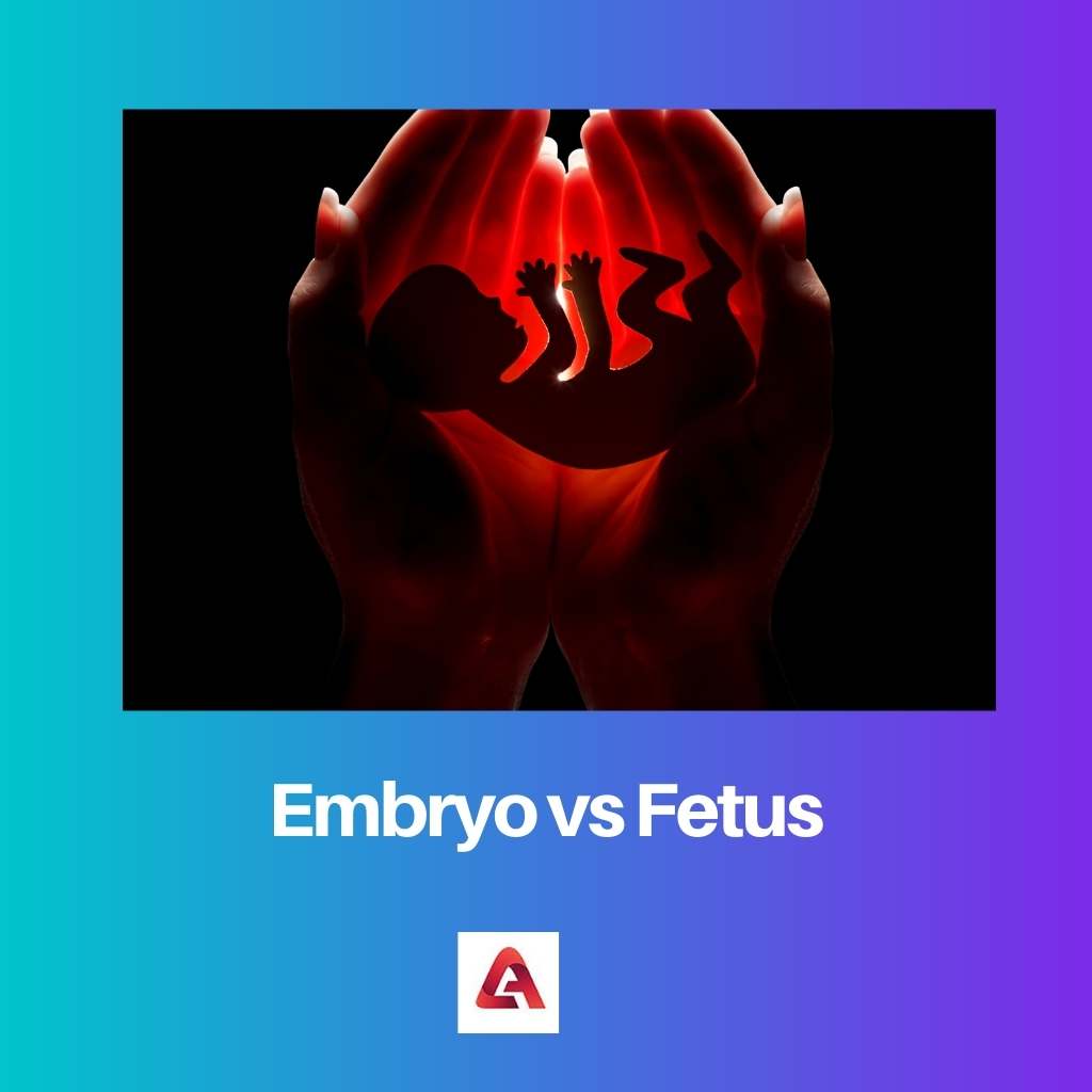 Embryo gegen Fötus