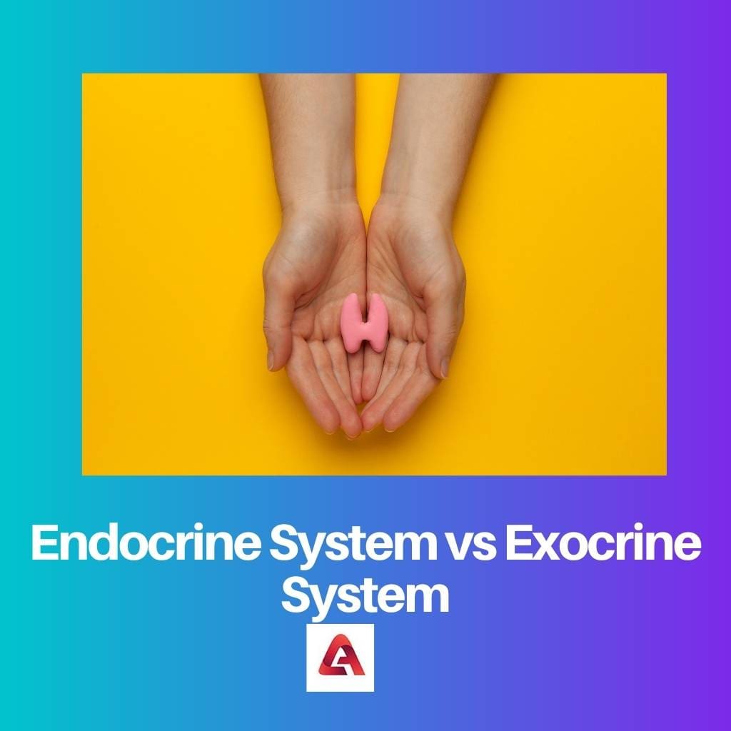 Endokrines System vs. exokrines System