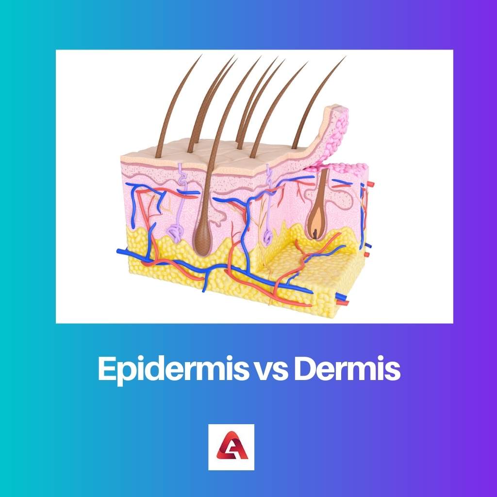 Epidermis gegen Dermis