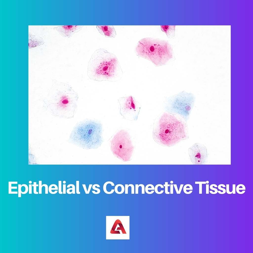 Tessuto epiteliale vs tessuto connettivo