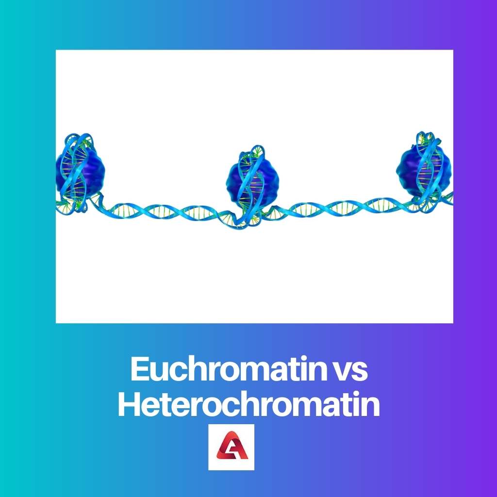 Euchromatin vs Heterochromatin